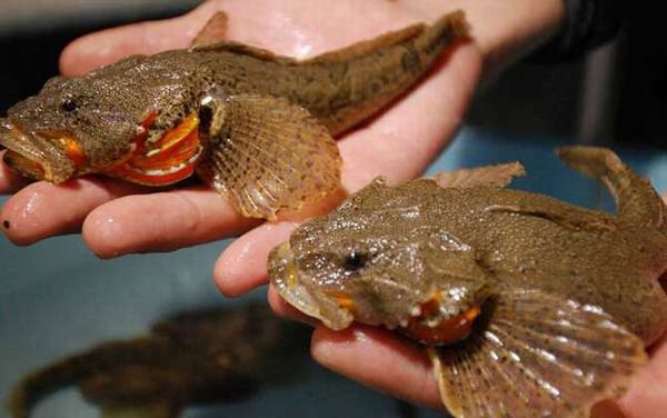 “牢底坐穿鱼”是什么意思?