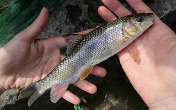 “牢底坐穿鱼”是什么意思?