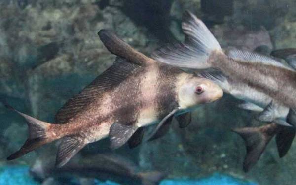 “牢底坐穿鱼”是什么意思?