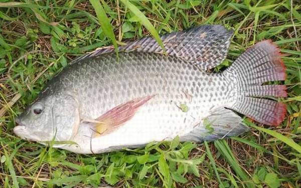 福寿鱼是什么鱼?