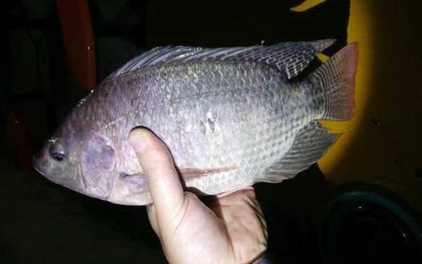 福寿鱼是什么鱼?