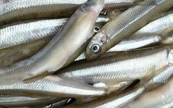 池沼公鱼是什么鱼?