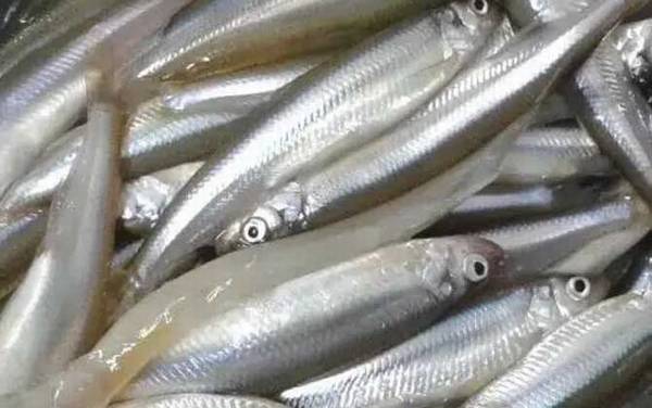 池沼公鱼是什么鱼?