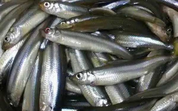 池沼公鱼是什么鱼?