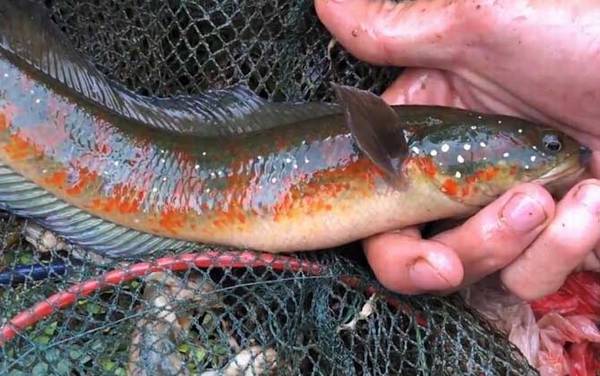 张公鱼是什么鱼?