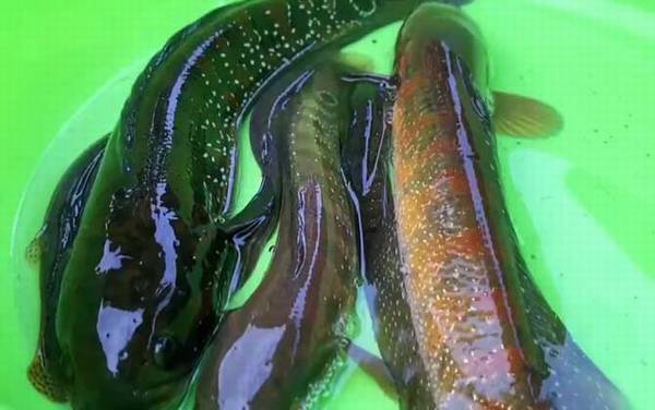 张公鱼是什么鱼?