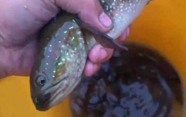 张公鱼是什么鱼?