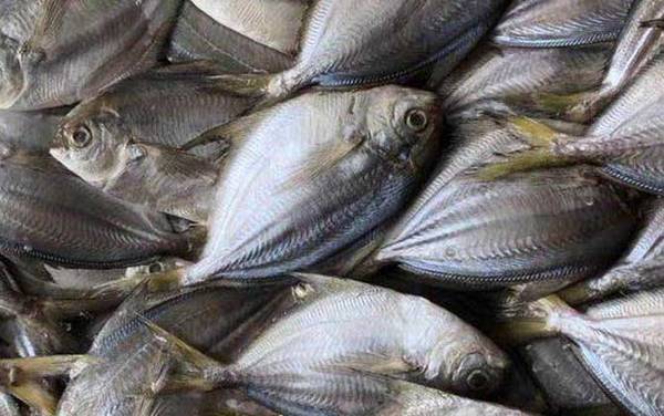 扁鱼是什么鱼?