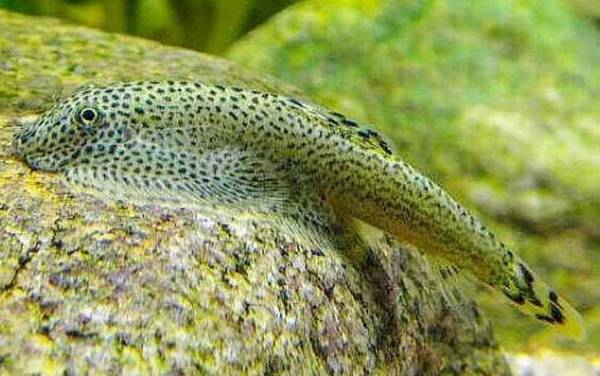 扁头鱼是什么鱼?