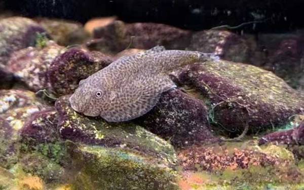 扁头鱼是什么鱼?