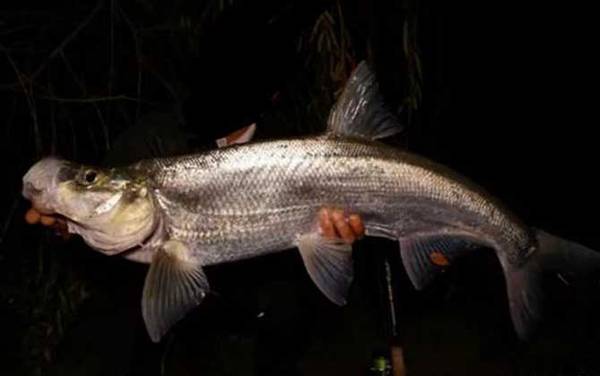 翘壳鱼是什么鱼?