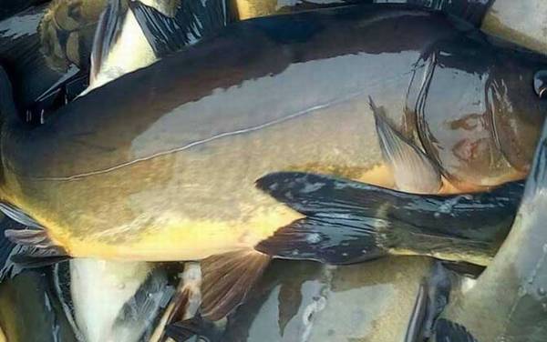 德国镜鲤是什么鱼?