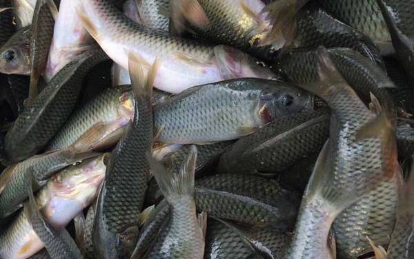 稻花鱼是什么鱼?