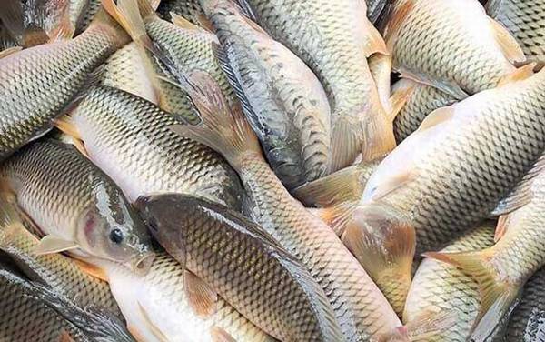 稻花鱼是什么鱼?