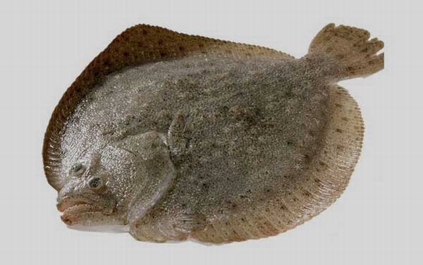 多宝鱼为啥叫癌鱼?