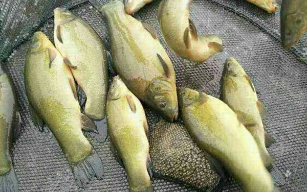 丁桂鱼是什么鱼?