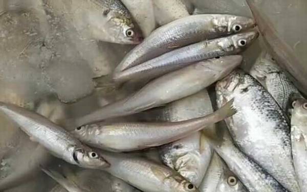 多鳞鱚是什么鱼?