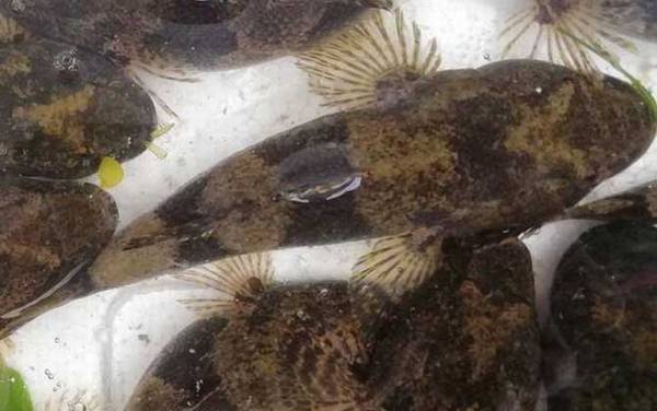 呆子鱼是什么鱼?