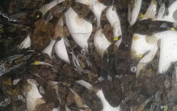 呆子鱼是什么鱼?