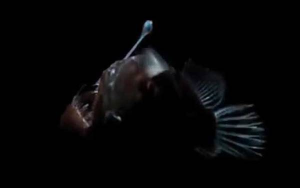 鮟鱇鱼是什么鱼?