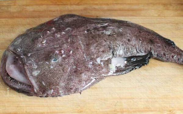 鮟鱇鱼是什么鱼?