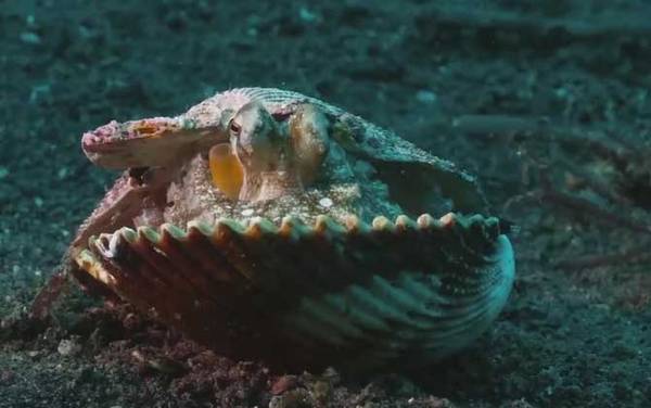 八爪鱼是什么动物?