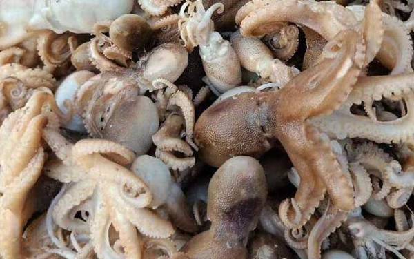 八爪鱼是什么动物?