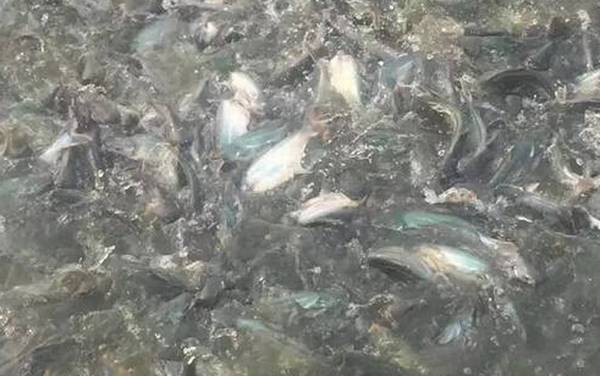 巴沙鱼是什么鱼?