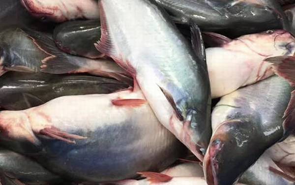 巴沙鱼是什么鱼?