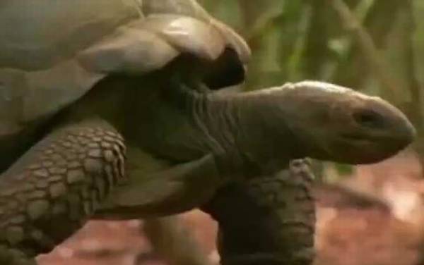 象龟是什么动物?