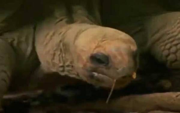 象龟是什么动物?