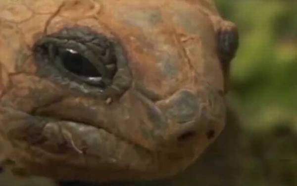 象龟是什么动物?