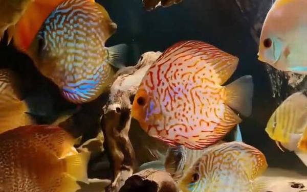 鱼生病了怎么办?