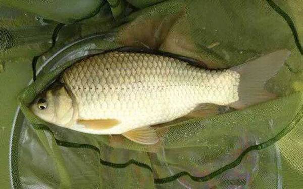 工程鲫是什么鱼?