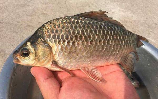 工程鲫是什么鱼?