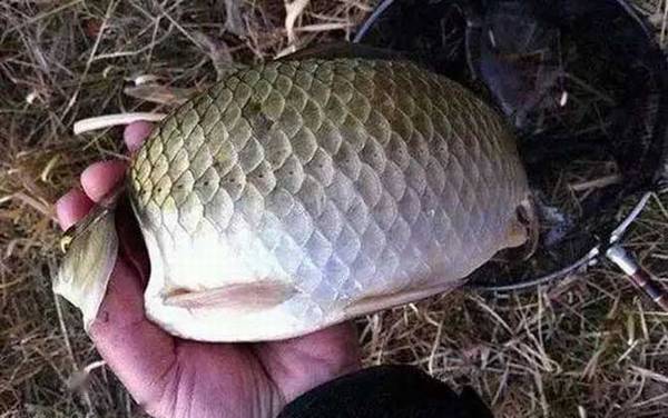 工程鲫和土鲫鱼的区别