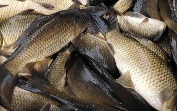 工程鲫能自己繁殖吗?