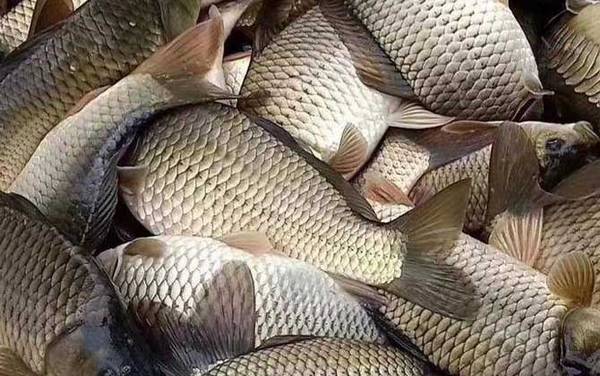 鲫鱼和鲤鱼杂交的鱼叫什么?