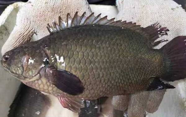 过山鲫是什么鱼?