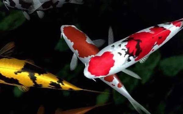 锦鲤寿命最长能活多少年?