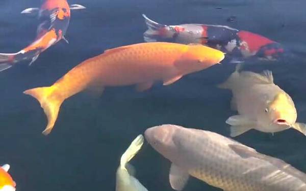 锦鲤寿命最长能活多少年?