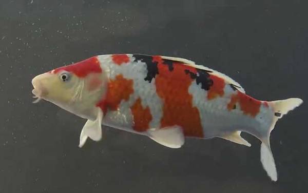 锦鲤寿命最长能活多少年?