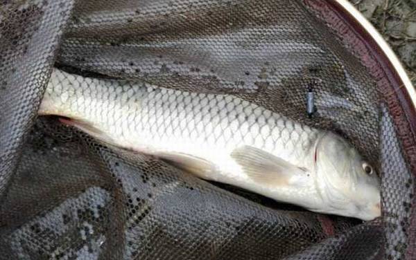 鲤鱼价格多少钱一斤?