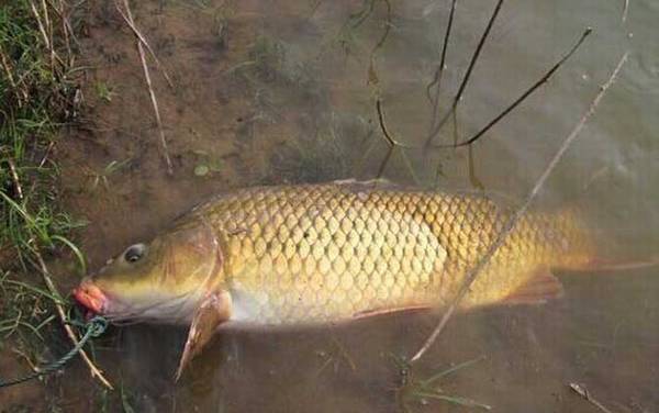 鲤鱼的鱼刺多吗?