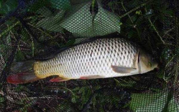 鲤鱼喜欢在河道哪个位置?