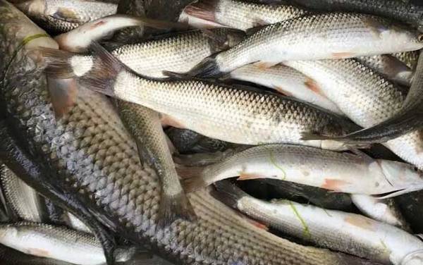 红眼睛红尾巴像草鱼是什么鱼?