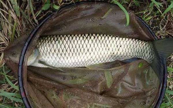 草鱼和青鱼哪个价格贵?