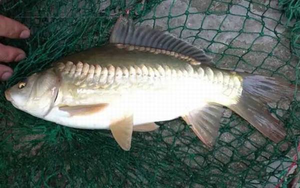 裸斑鱼是什么鱼?