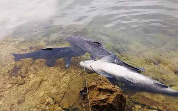 青鱼最大记录是多少斤?