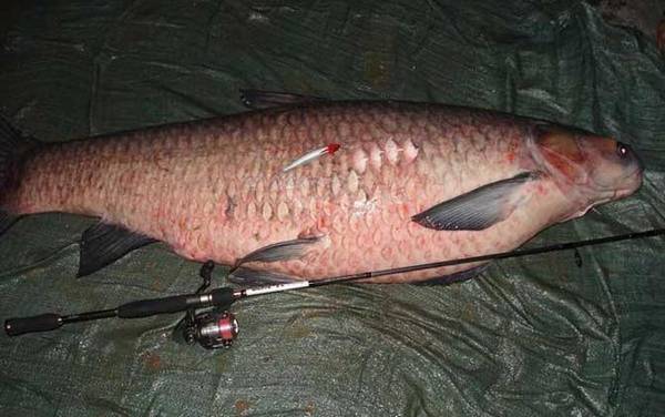 青鱼最大记录是多少斤?